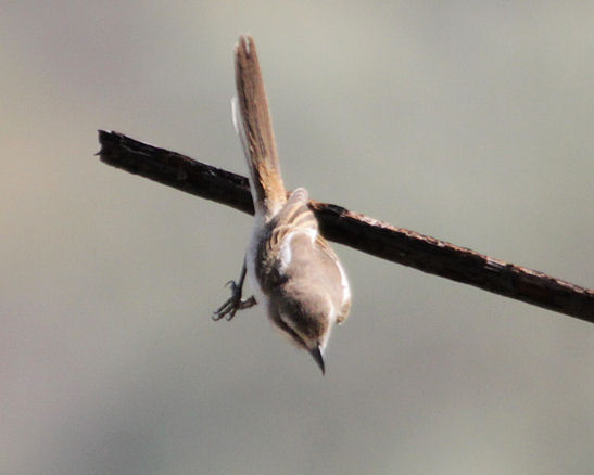 shrike sp