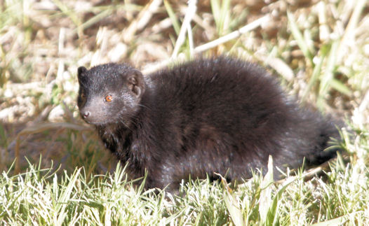 black mongoose