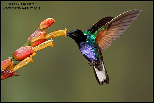 Velvet-purple Coronet