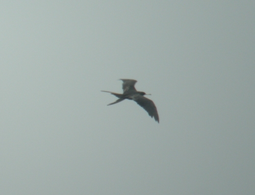 Frigatebird (Magnificent/Ascension type)