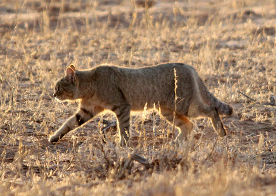 African wildcat