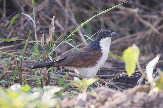Coppery tailed Coucal