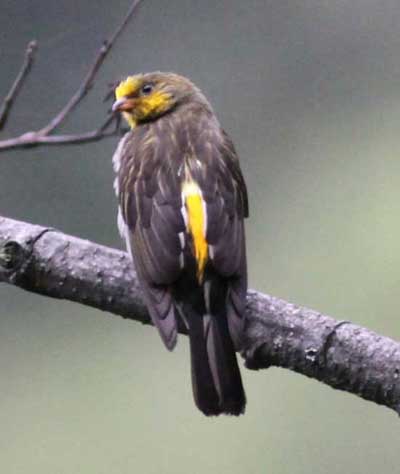 Yellow-rumped Honeyguide (male)