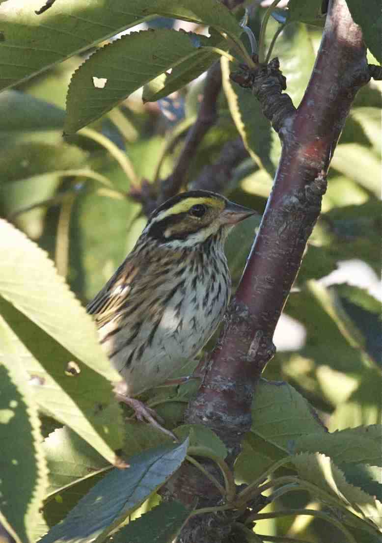 Yellow browed Bunting