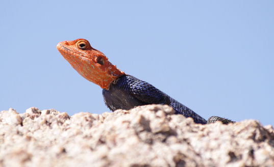 Namibian rock agama