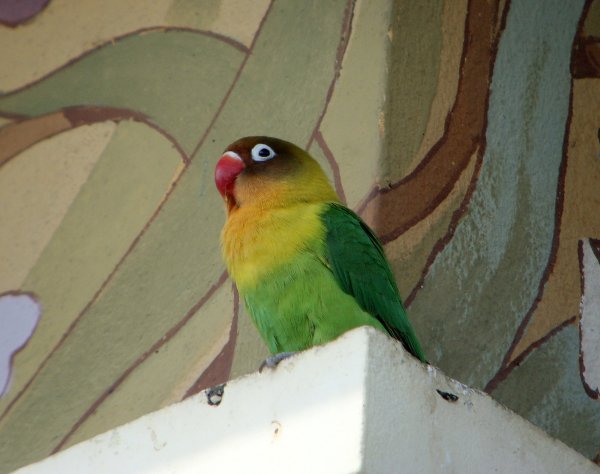 Lovebird hybrid (probably Fischer's x Yellow-collared)