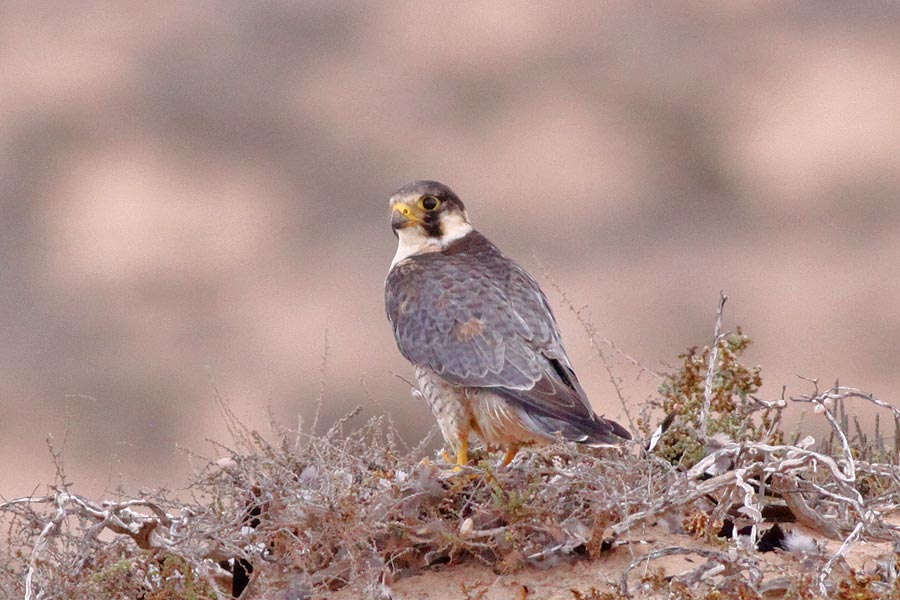 Barbary Falcon - We managed to watch and photograph all the key species (I must have been there the same time as you Phil, sorry we didn't bump into each other... Saw Tony though) This falcon had been hunting Lesser Short-toed Larks when we came across hi