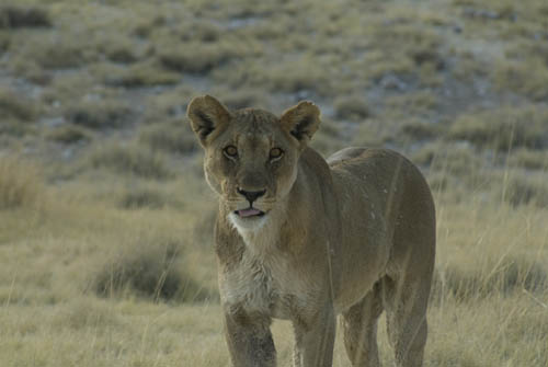 Lioness