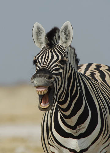 Burchell's Zebra