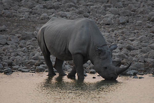 Black Rhino