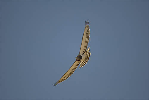 Black-chested Snake Eagle