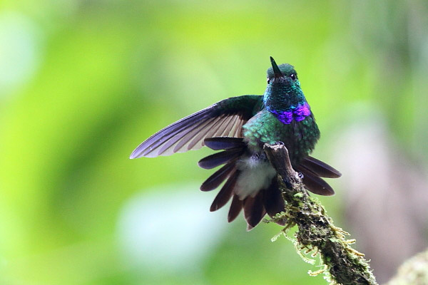 Purple-chested Hummingbird