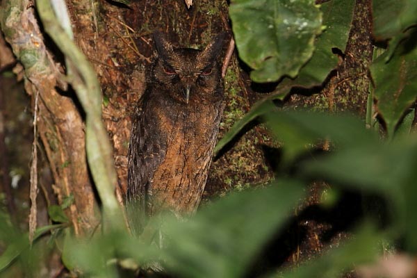 Northern Tawny-bellied Screech Owl