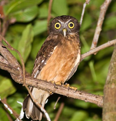 Ochre-bellied Hawk-owl