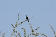 Violet-breasted Sunbird