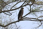 Fasciated Snake-Eagle