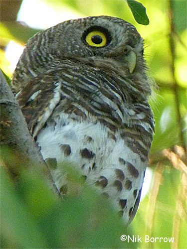 African Barred Owlet