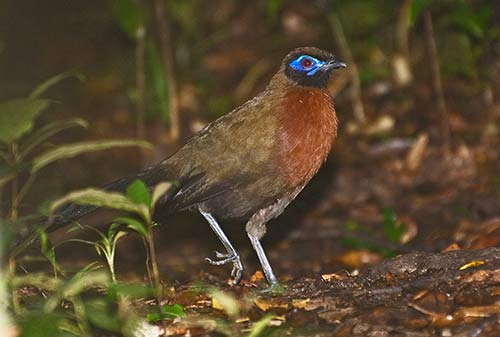 Red-breasted Coua