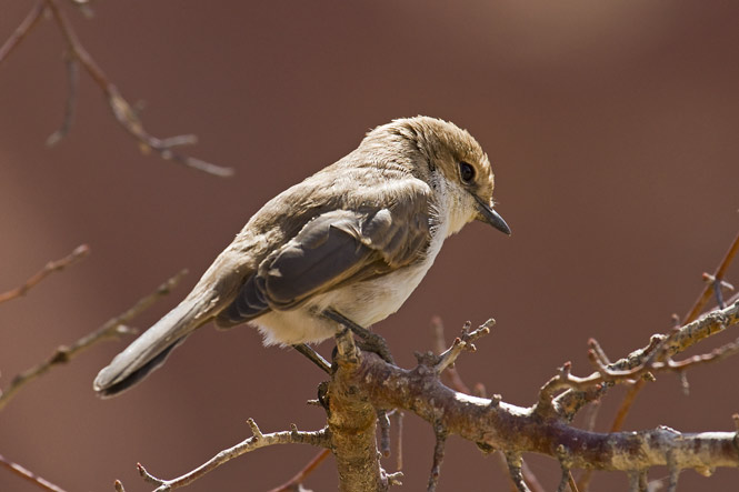 Marico Flycatcher