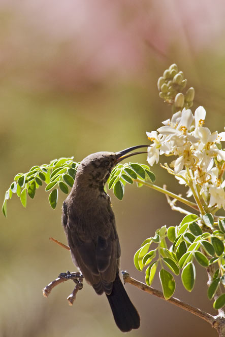 Dusky Sunbird