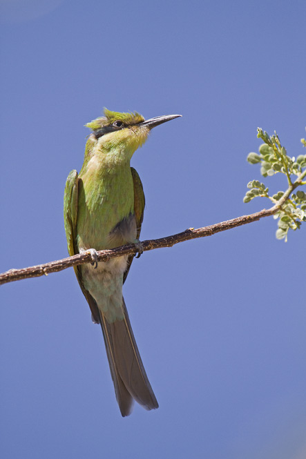 Swallow-tailed Bee eater