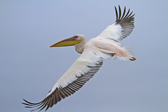 White Pelican