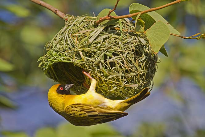 Southern Masked Weaver