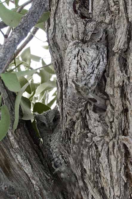 African Scops Owl