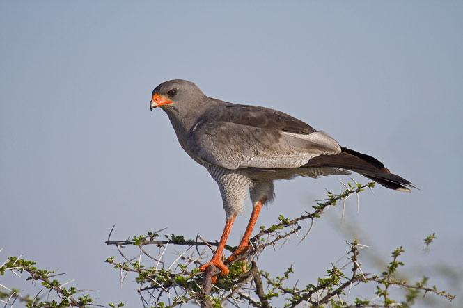 Pale Chanting Goshawk