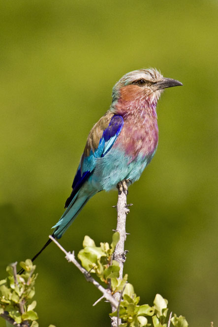 Lilac breasted Roller