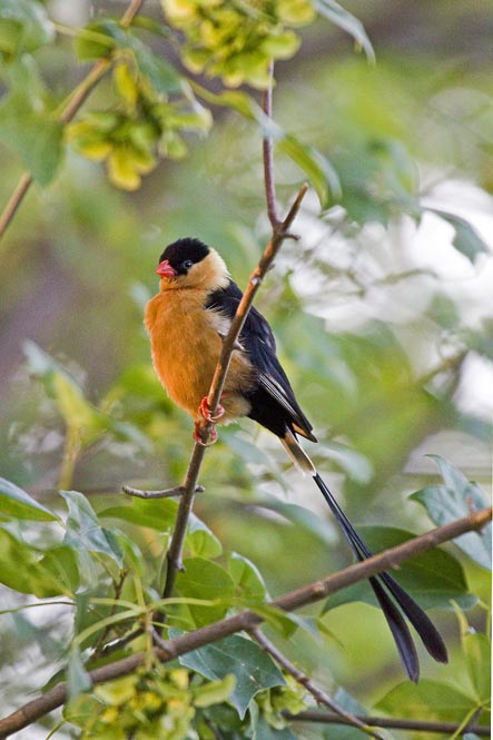 Shaft tailed Whydah