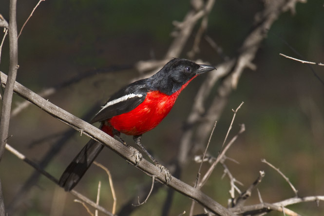 Crimson breasted Shrike