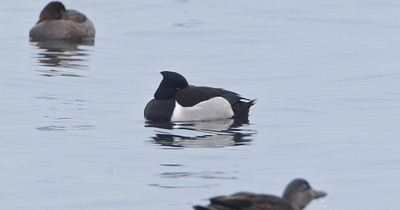 hybrid Ring-necked x Tufted Duck