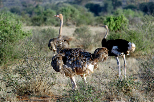 Somali Ostrich 