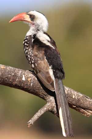 'Ruaha' Red-billed Hornbill