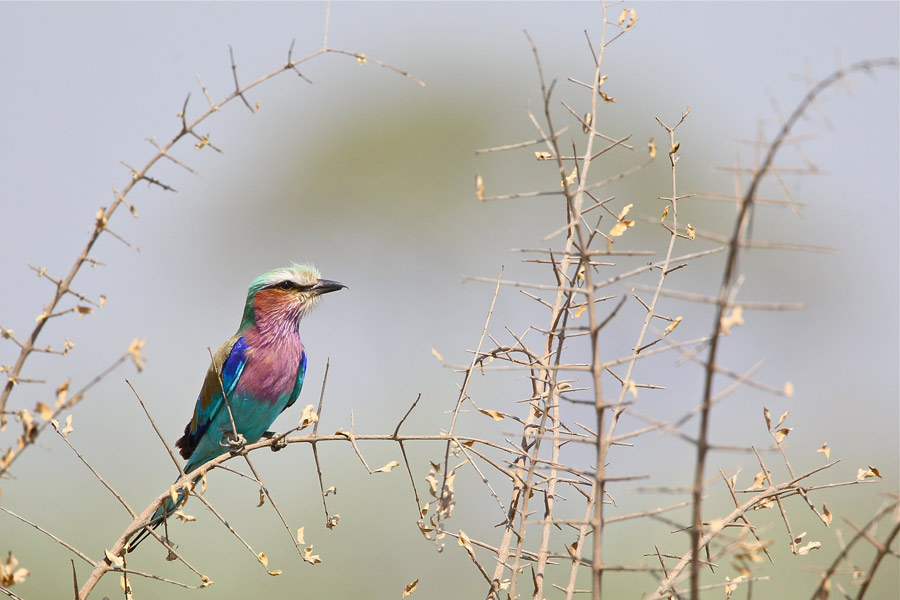 Lilac-breasted Roller