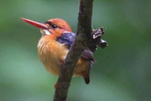 African Dwarf-Kingfisher