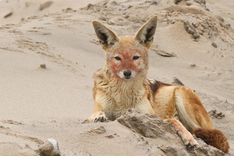 Black-backed Jackal