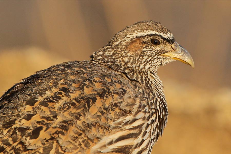 Hartlaub's Spurfowl