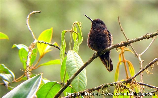 Velvet-purple Coronet