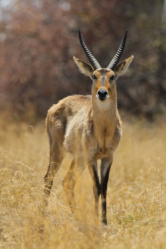 Reedbuck