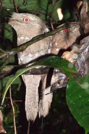 Ceylon Frogmouth