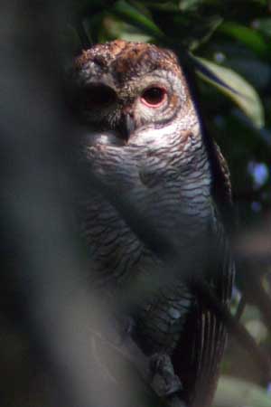 Mottled Wood-Owl