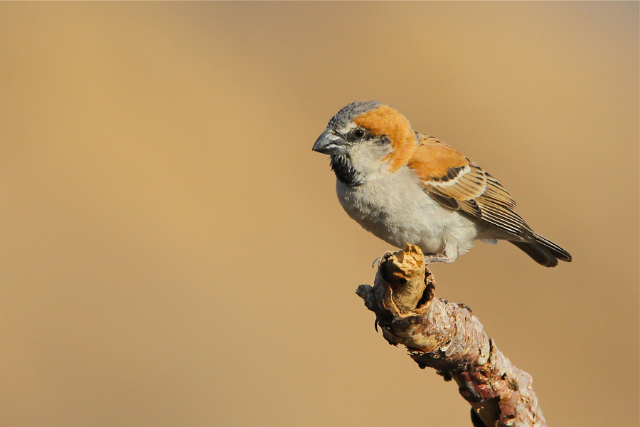 Great Sparrow