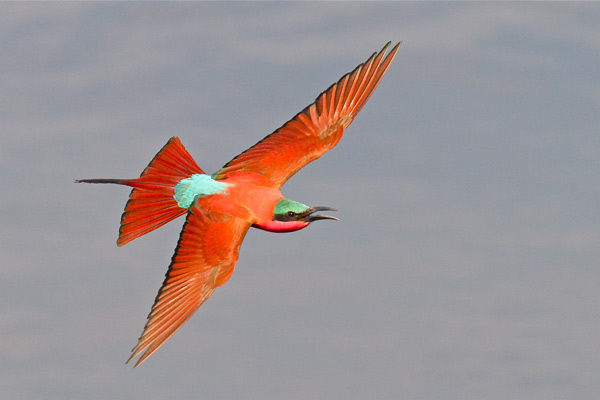 Southern Carmine Bee-eater