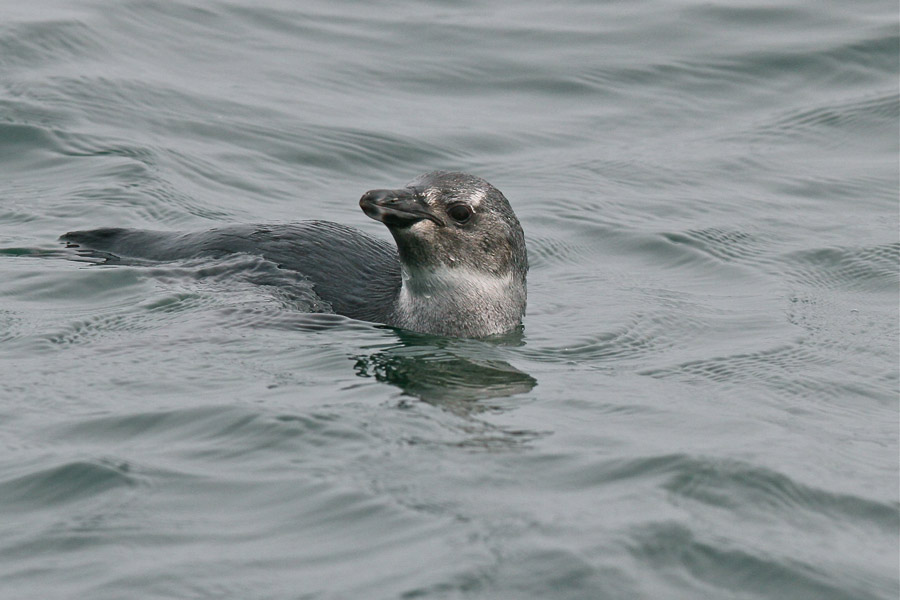 African Penguin