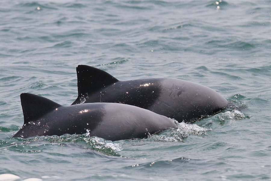 Heaviside's Dolphin