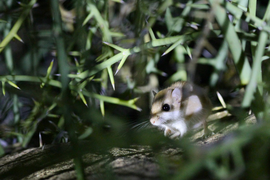 Namib Dune Gerbil