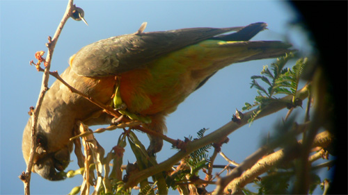 African Orange-Bellied Parrot