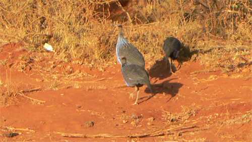 Vulturine Guineafowl